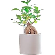 観葉植物研究室　様　確認専用です。 人工観葉植物 ユッカ – remembrance-doris